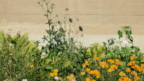 Que changer dans nos villes et villages pour les rendre plus beaux (rues, nature, bâtiments...). Illustration de fleurs devant un mur de béton.